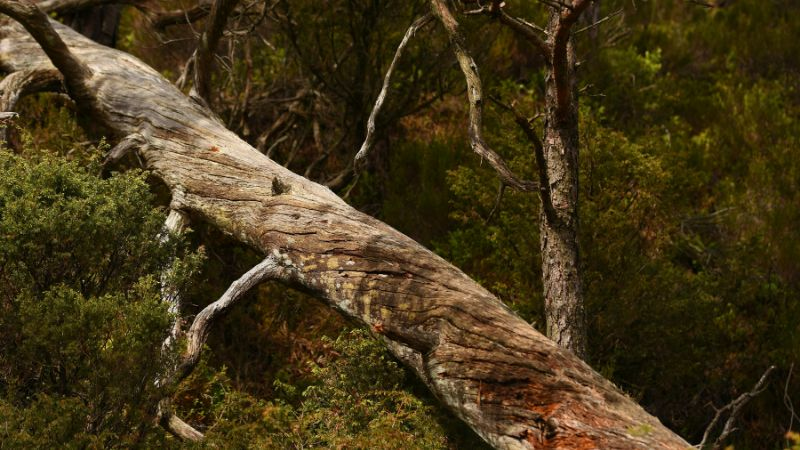 tala de arbol en madrid