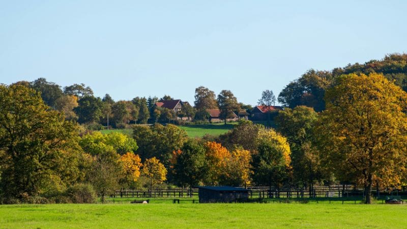 poda de arboles en fincas y parcelas