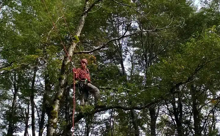 arbolista haciendo poda en altura en madrid